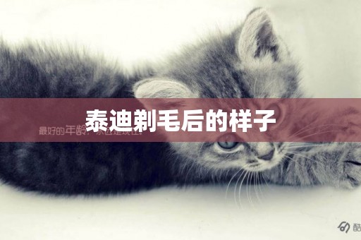 泰迪剃毛后的樣子