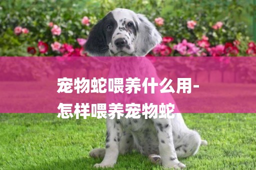 寵物蛇喂養什么用-
怎樣喂養寵物蛇