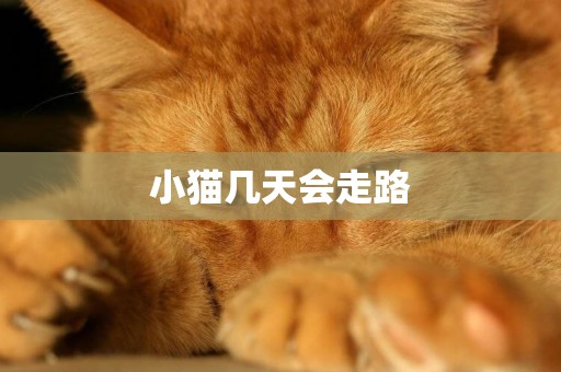 小貓幾天會走路