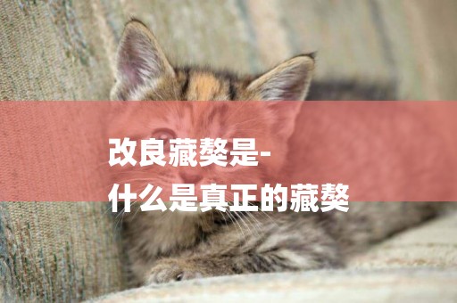 改良藏獒是-
什么是真正的藏獒