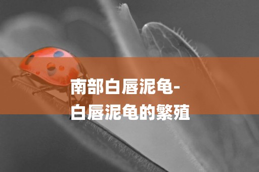 南部白唇泥龜-
白唇泥龜的繁殖