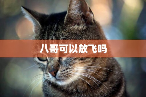 八哥可以放飛嗎