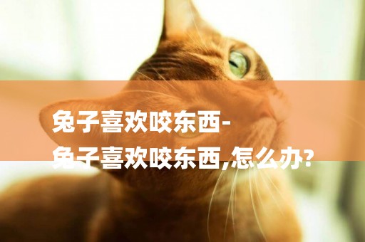 兔子喜歡咬東西-
兔子喜歡咬東西,怎么辦?