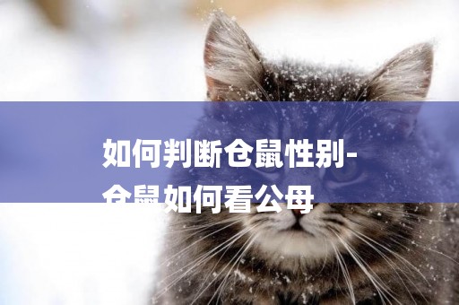 如何判斷倉鼠性別-
倉鼠如何看公母