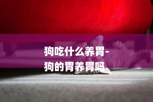 狗吃什么養胃-
狗的胃養胃嗎