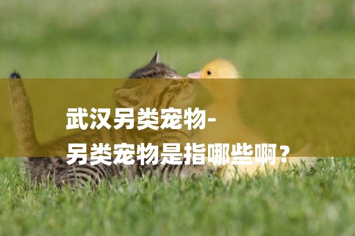 武漢另類寵物-
另類寵物是指哪些啊？