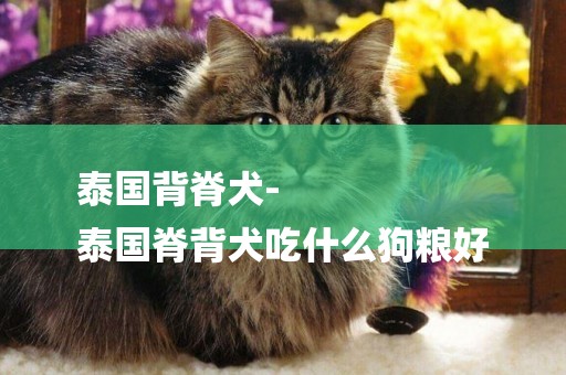 泰國背脊犬-
泰國脊背犬吃什么狗糧好