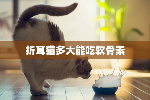 折耳貓多大能吃軟骨素
