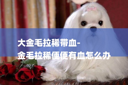 大金毛拉稀帶血-
金毛拉稀便便有血怎么辦