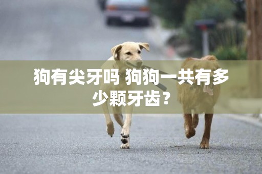 狗有尖牙嗎 狗狗一共有多少顆牙齒？