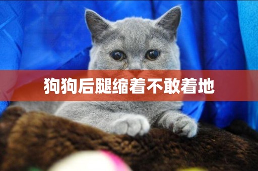 狗狗后腿縮著不敢著地
