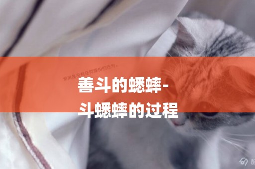 善斗的蟋蟀-
斗蟋蟀的過程