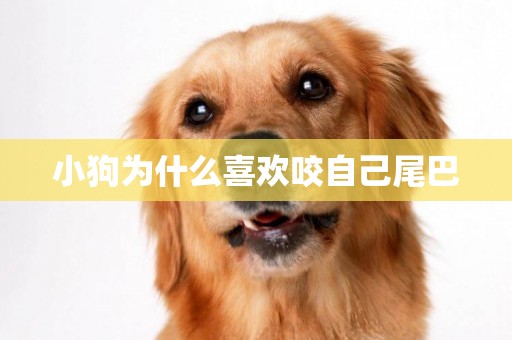 小狗為什么喜歡咬自己尾巴