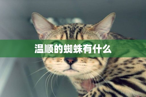 溫順的蜘蛛有什么