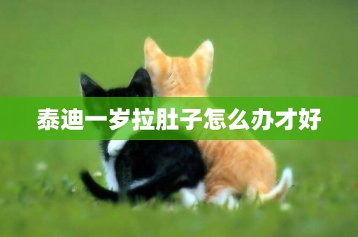 泰迪一歲拉肚子怎么辦才好