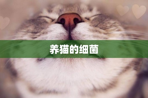 養貓的細菌