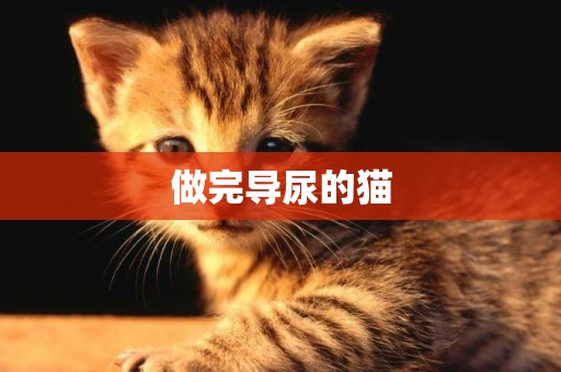 做完導尿的貓