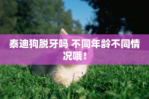 泰迪狗脫牙嗎 不同年齡不同情況哦！
