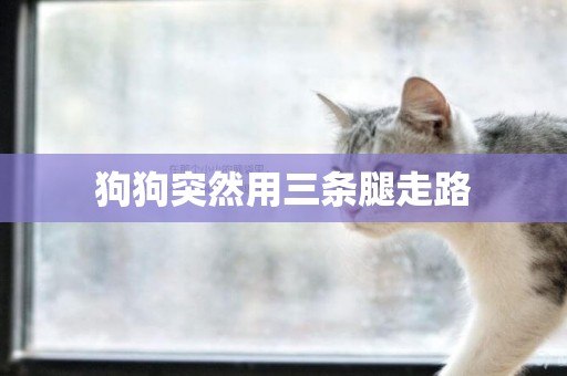 狗狗突然用三條腿走路