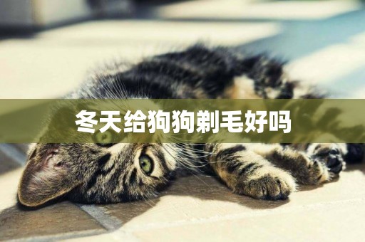 冬天給狗狗剃毛好嗎