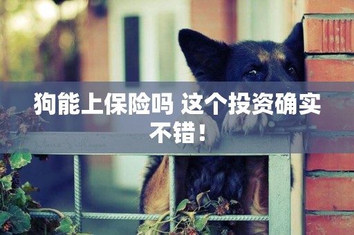狗能上保險嗎 這個投資確實不錯！
