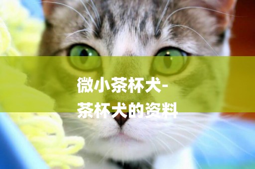 微小茶杯犬-
茶杯犬的資料