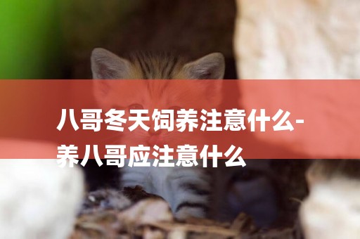 八哥冬天飼養注意什么-
養八哥應注意什么