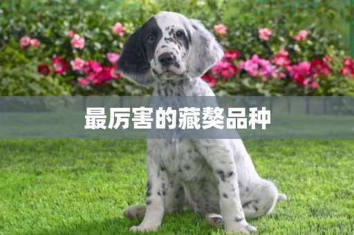 最厲害的藏獒品種