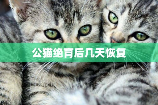 公貓絕育后幾天恢復
