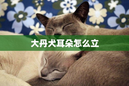 大丹犬耳朵怎么立