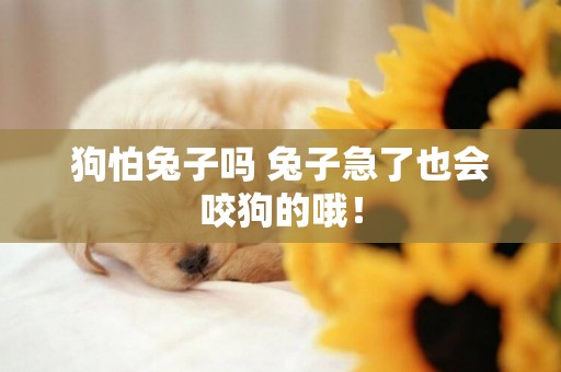 狗怕兔子嗎 兔子急了也會咬狗的哦！
