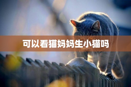 可以看貓媽媽生小貓嗎