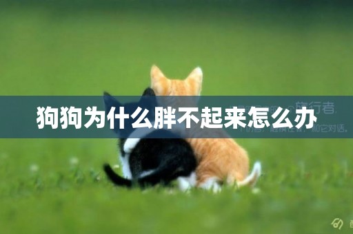 狗狗為什么胖不起來怎么辦