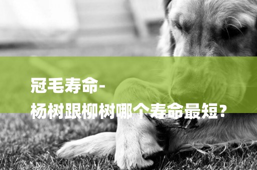 冠毛壽命-
楊樹跟柳樹哪個壽命最短？