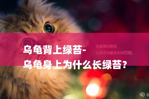 烏龜背上綠苔-
烏龜身上為什么長綠苔？
