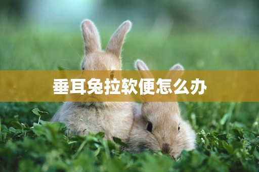 垂耳兔拉軟便怎么辦