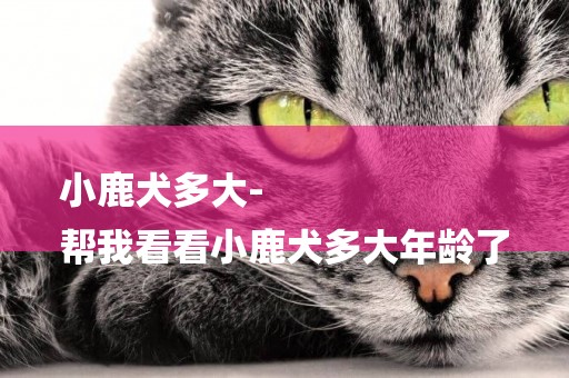 小鹿犬多大-
幫我看看小鹿犬多大年齡了
