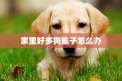 家里好多狗虱子怎么辦