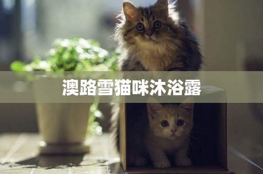 澳路雪貓咪沐浴露