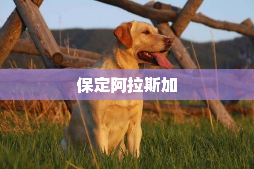 保定阿拉斯加