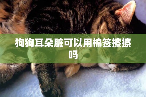 狗狗耳朵臟可以用棉簽擦擦嗎