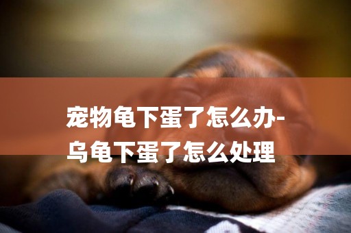 寵物龜下蛋了怎么辦-
烏龜下蛋了怎么處理