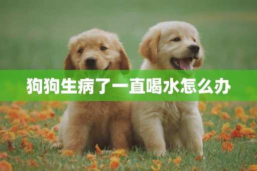 狗狗生病了一直喝水怎么辦
