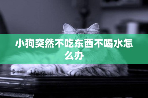 小狗突然不吃東西不喝水怎么辦