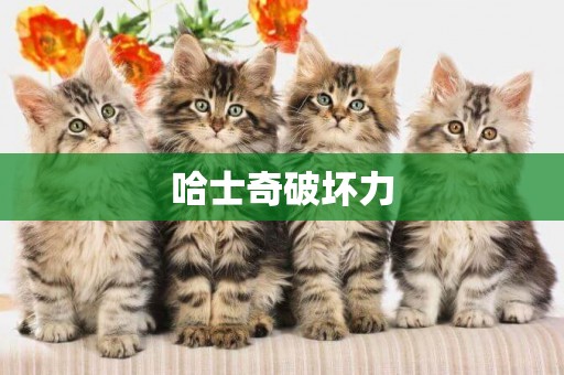 哈士奇破壞力