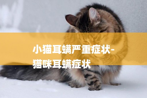 小貓耳螨嚴重癥狀-
貓咪耳螨癥狀