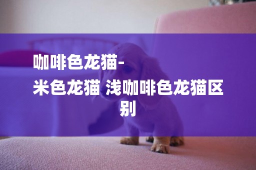 咖啡色龍貓-
米色龍貓 淺咖啡色龍貓區別