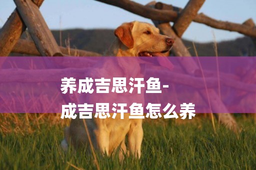 養成吉思汗魚-
成吉思汗魚怎么養