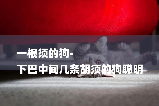 一根須的狗-
下巴中間幾條胡須的狗聰明
