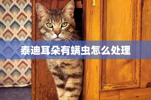 泰迪耳朵有螨蟲怎么處理